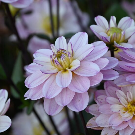 Dahlia Pacific Jewel- dālija